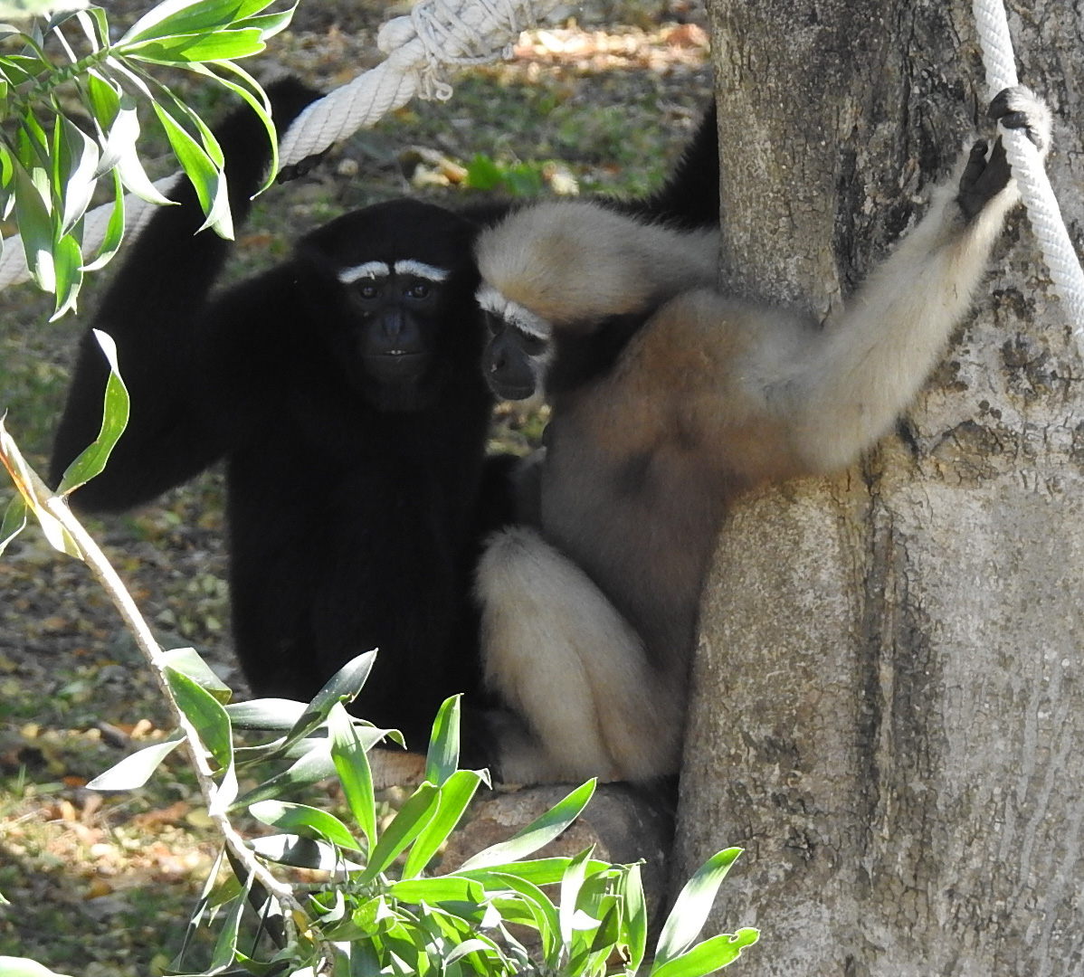 Western Hoolock Gibbon
